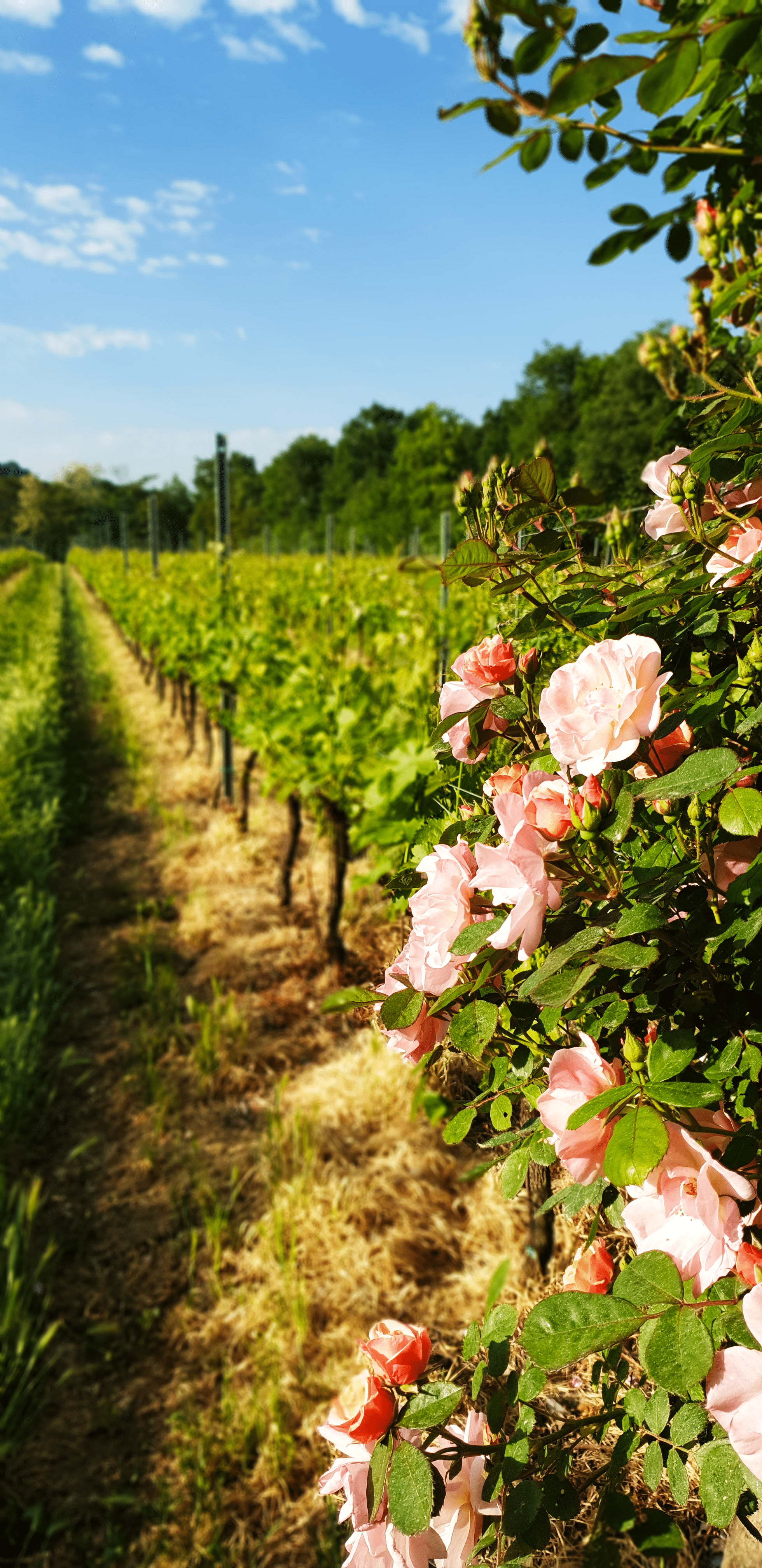 Bianco di Custoza Bianco di Custoza