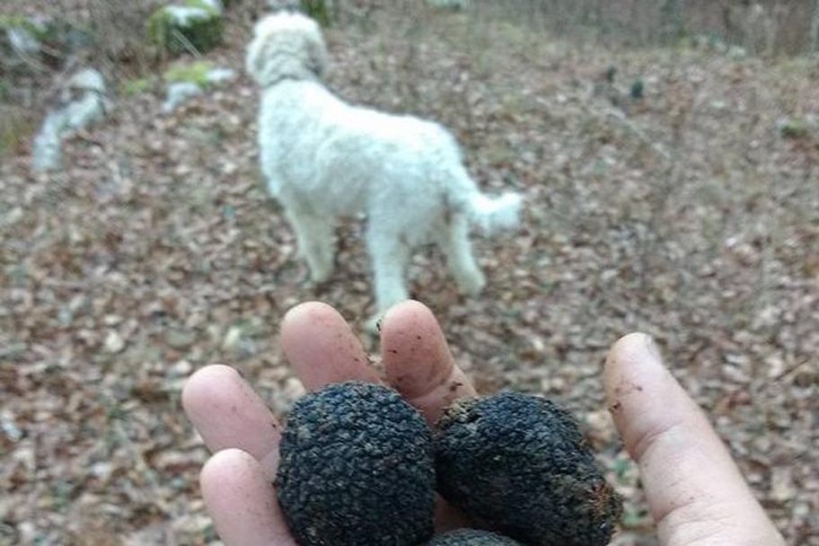 find the truffles in