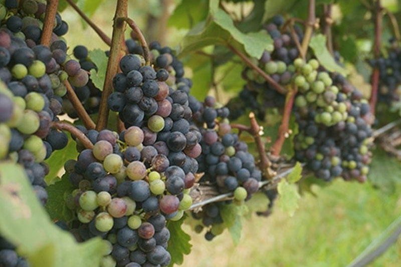 Explorando los vinos de Lugana