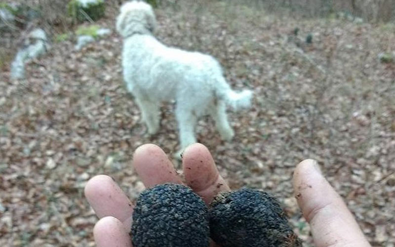 Where to go truffle hunting in Italy