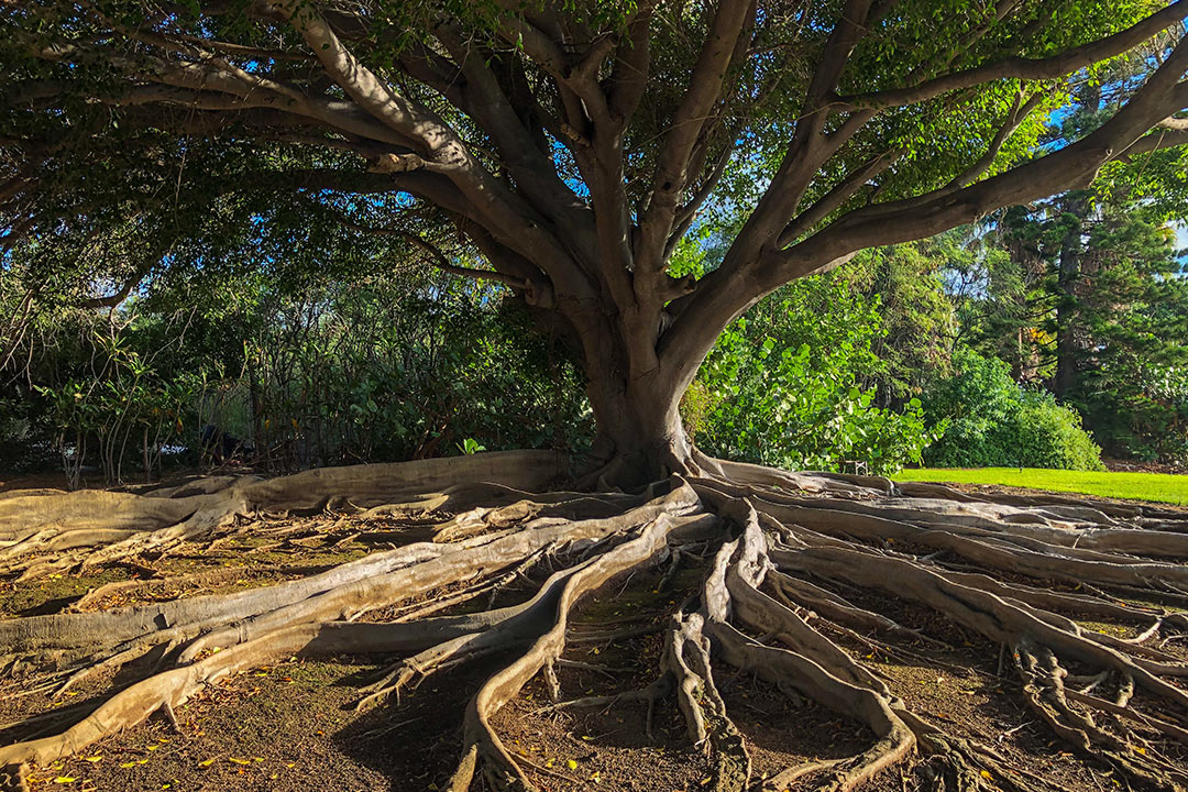 Roots Tourism 