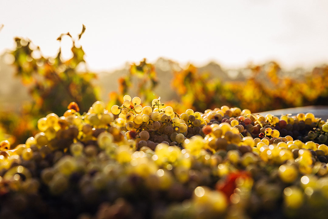 Soave, Italien